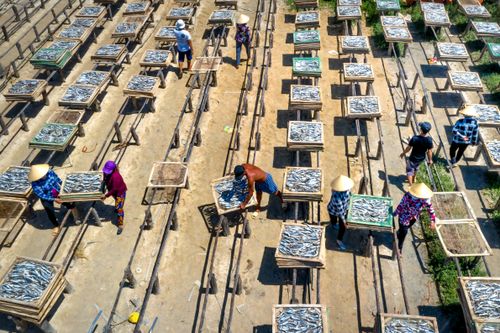 Free Workers arrange fish on drying racks in an outdoor setting. Aerial view highlights the process. Stock Photo
