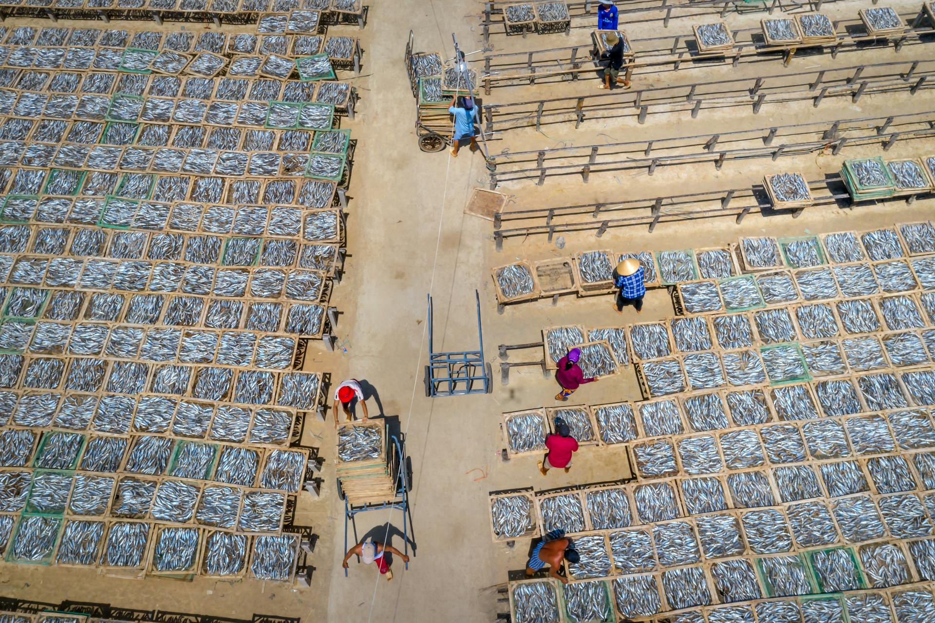 Fishermen harvesting Dried Fish