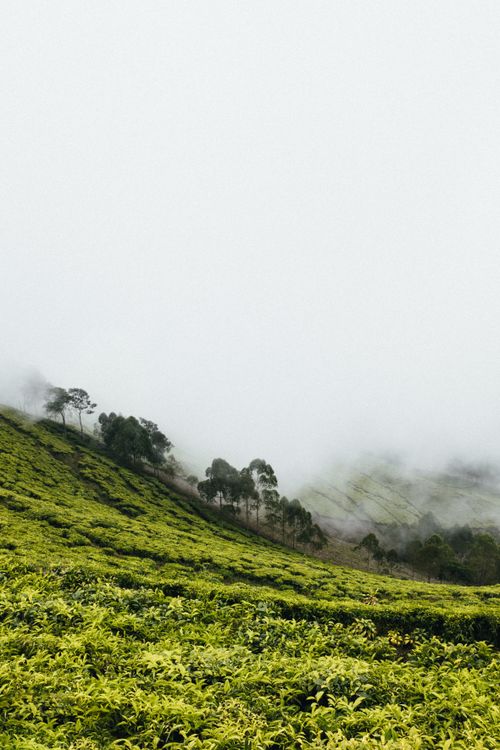 Free Serene misty landscape featuring lush green slopes and scattered trees under a hazy sky. Stock Photo