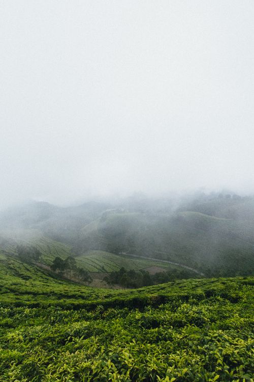 Free Tranquil misty hills with lush green landscape create a serene rural scenery, perfect for nature lovers. Stock Photo
