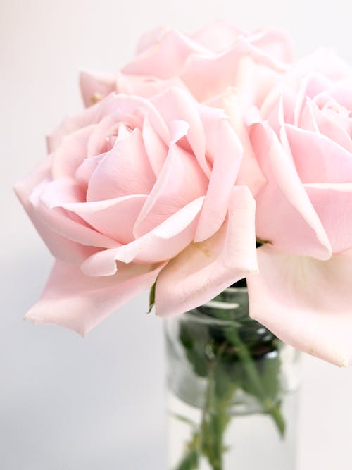 Free Close-up Photography of Roses Stock Photo