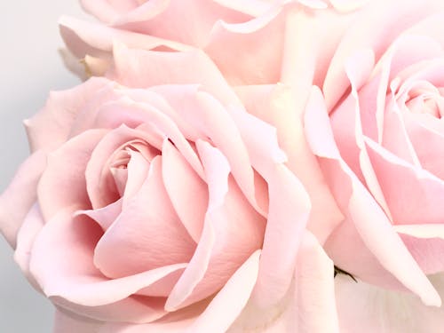 Delicate blossoming pale pink roses on white background