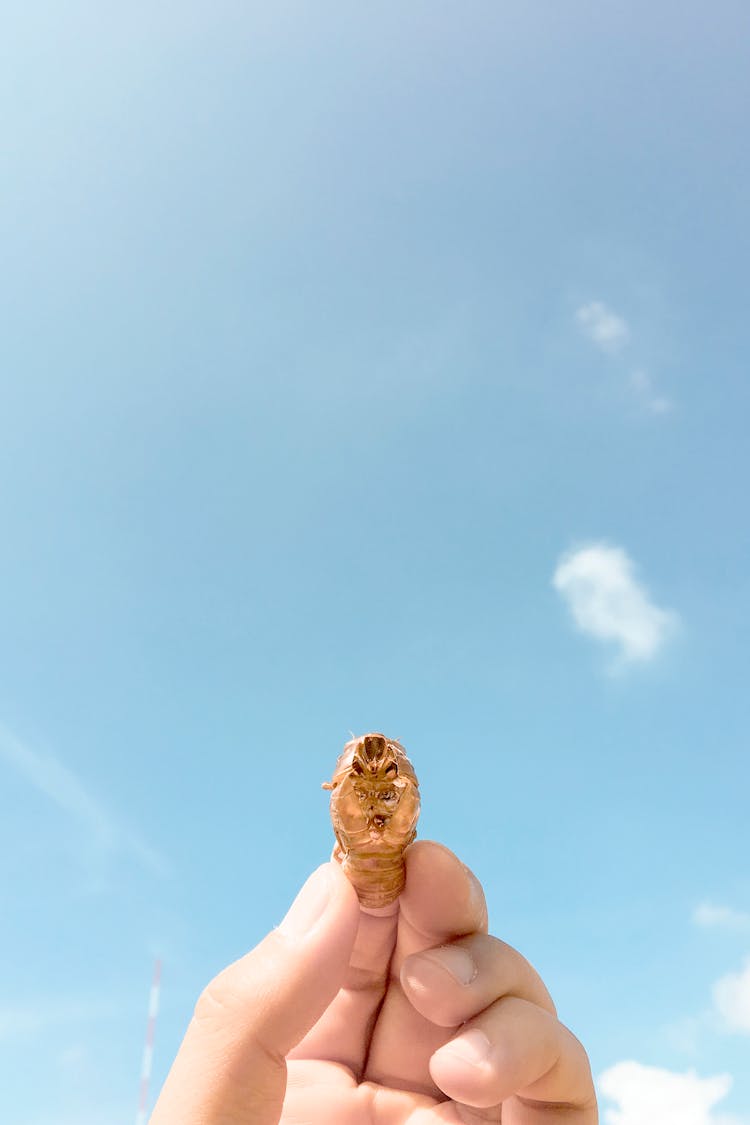 Person Holding Brown Insect