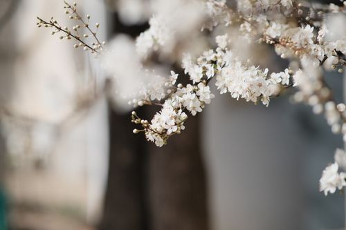Free Detailed view of cherry blossoms in bloom, showcasing delicate white petals. Stock Photo