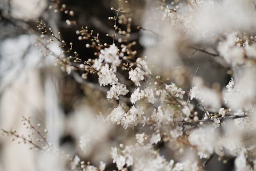 Beautiful White Cherry Blossoms 