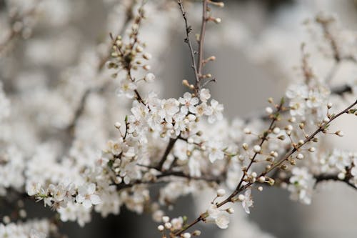 꽃 사진, 꽃가루, 꽃이 피는의 무료 스톡 사진