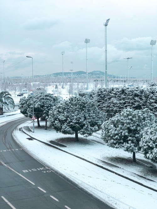 Photos gratuites de arbres, couvert de neige, froid