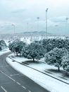 Gray Asphalt Road in Near Snow Trees