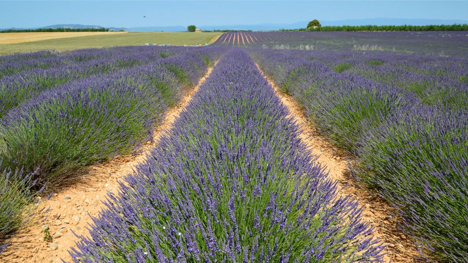 Windy landscape in Provence, illustrating the Mistral wind