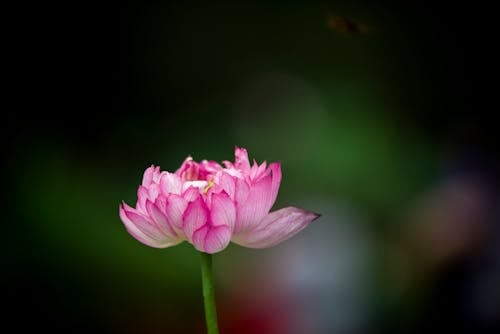 คลังภาพถ่ายฟรี ของ nelumbo nucifera, การถ่ายภาพดอกไม้, ดอกไม้สีชมพู