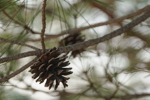 Pine cone on branch with copy space