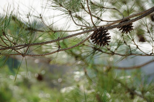 Pine cone on branch with copy space