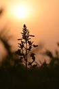 Silhouette of Plant during Sunset