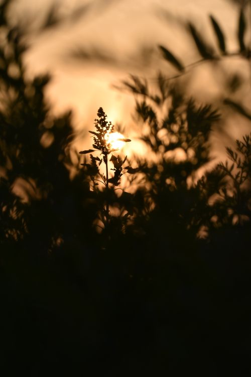 Free A striking silhouette of a plant with a dramatic sunset sky in the background, creating a serene and artistic nature scene. Stock Photo