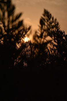 Silhouette of plants against a dramatic sunset sky, creating a serene and moody atmosphere.