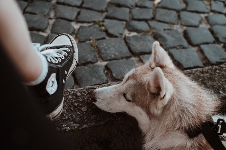 A Siberian Husky rests calmly beside a person on a cobblestone street, capturing a peaceful outdoor moment.