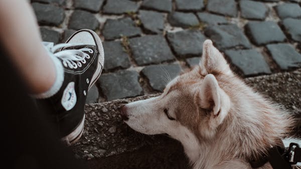 A Siberian Husky rests calmly beside a person on a cobblestone street, capturing a peaceful outdoor moment.