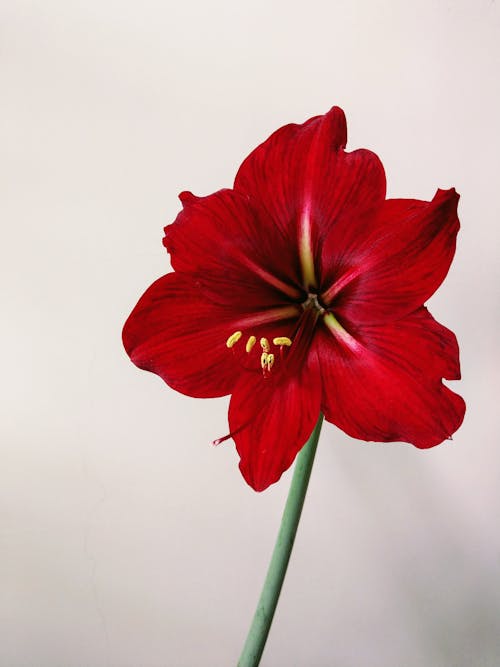 Free Red Flower in Close Up Photo Stock Photo