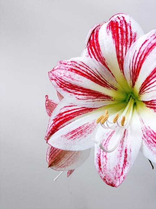 Free Pink and White Beautiful Flower  Stock Photo