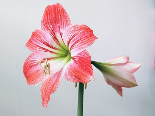 Free Pink and White Flower in Close-Up Photography Stock Photo