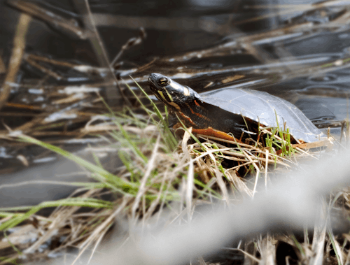 Free Eastern Painted Turtle at the Pond Stock Photo