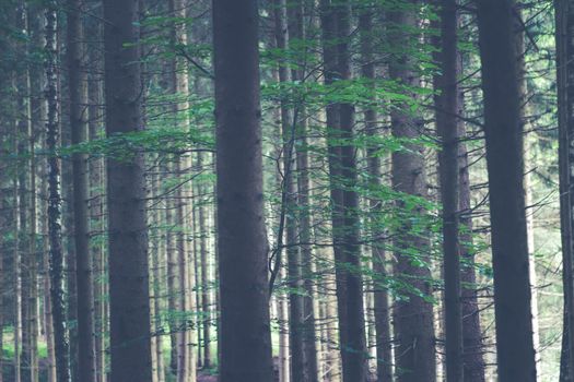 A tranquil forest scene with sunlit trees casting soft shadows, creating a peaceful ambiance.