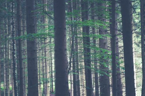 Free A tranquil forest scene with sunlit trees casting soft shadows, creating a peaceful ambiance. Stock Photo