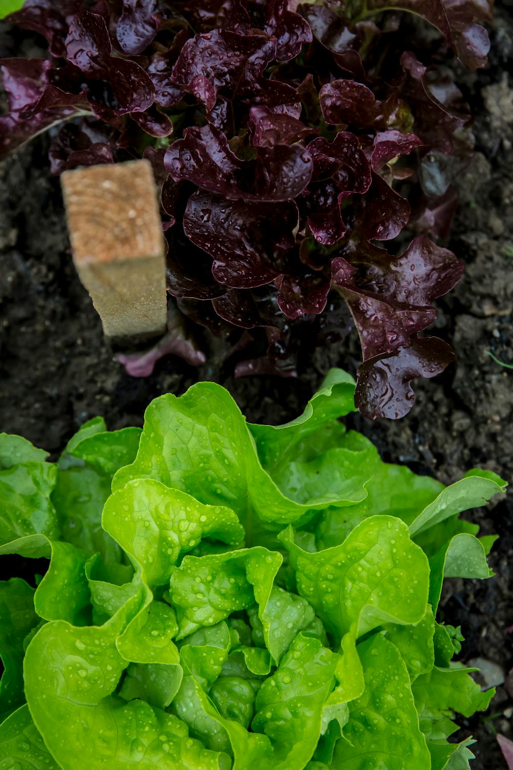 Growing Lettuce | Grow A Vegetable Garden With In Season Vegetables