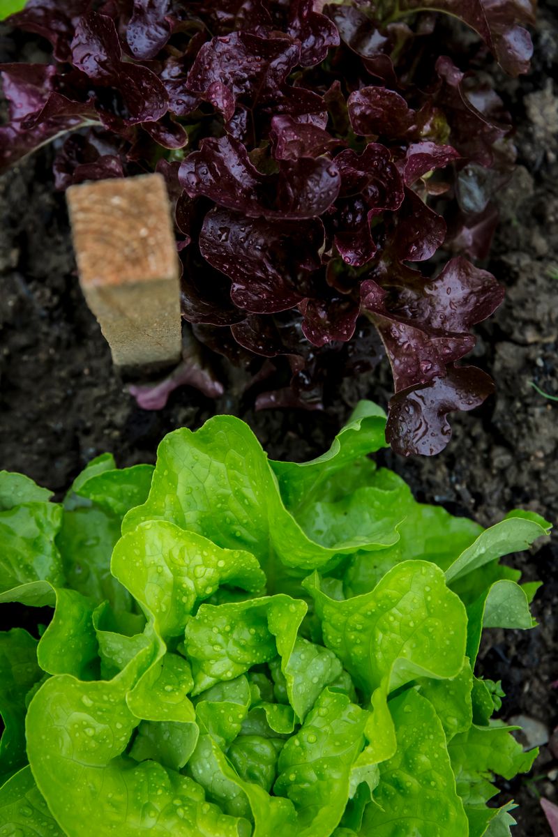 Fresh baby spinach leaves