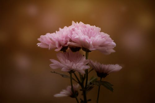 Pink Flowers in Close Up Photography