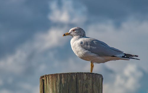 Bird Perched on a Wood Log