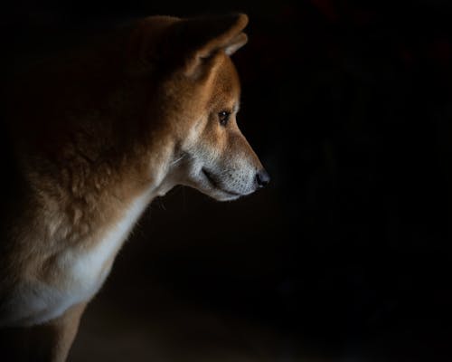 Close Up Photo of a Brown Dog