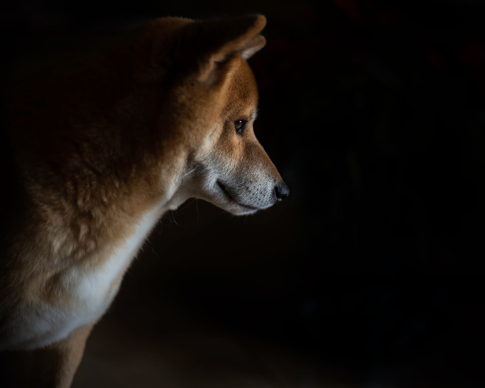 Dog photographed with chiaroscuro lighting showing shadow and highlight detail