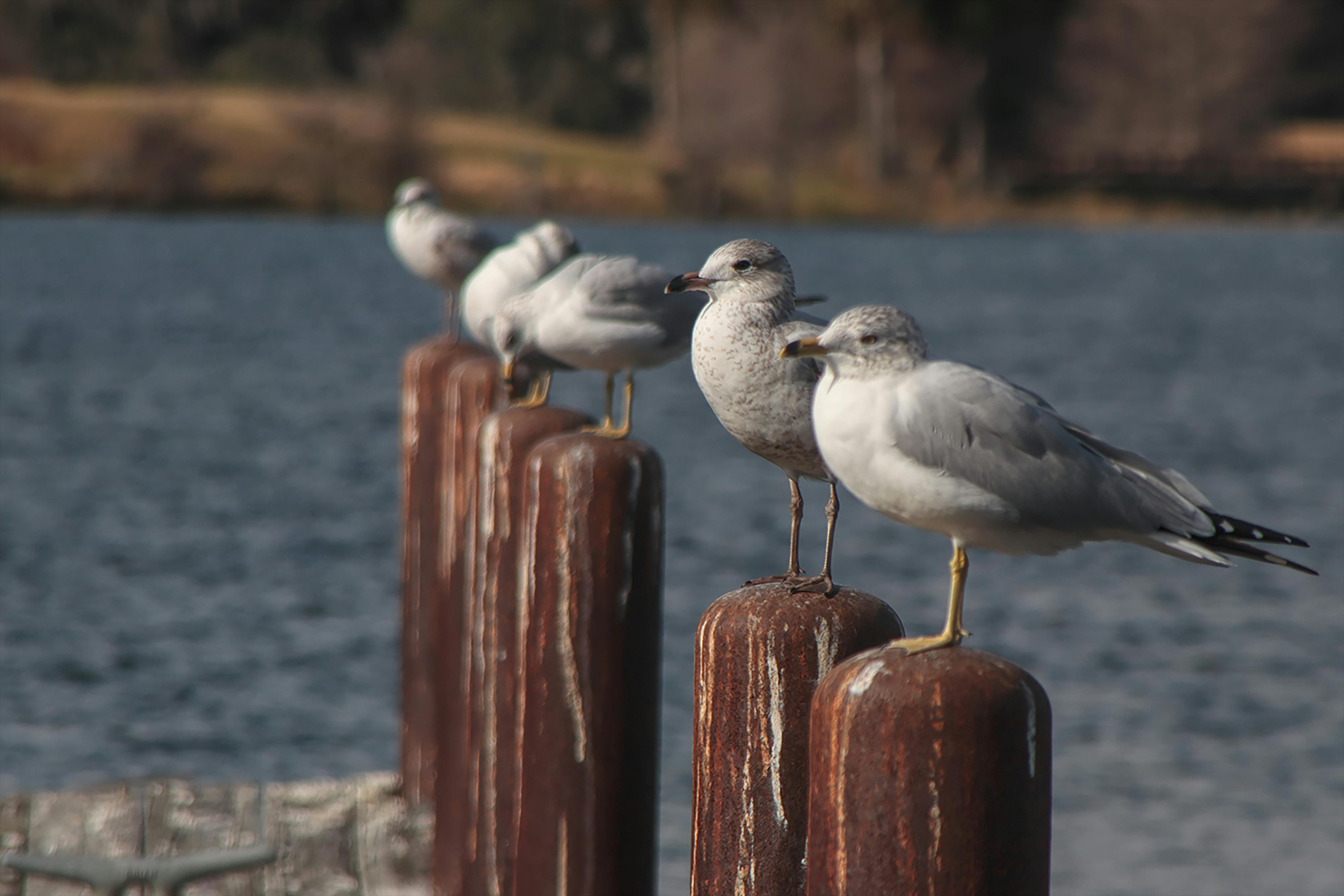 A group of seagulls perched on wooden posts by a lake in The Villages, Florida.