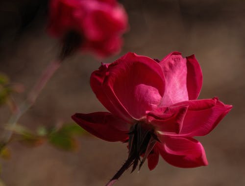 フローラ, 庭のバラ, 花の写真の無料の写真素材