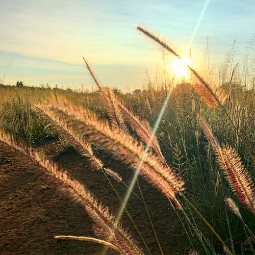 Imagine de stoc gratuită din câmp de iarbă, fundal apus de soare, lame de iarbă