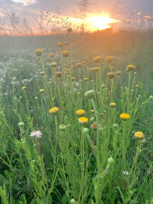 Imagine de stoc gratuită din flori sălbatice, fundal apus de soare