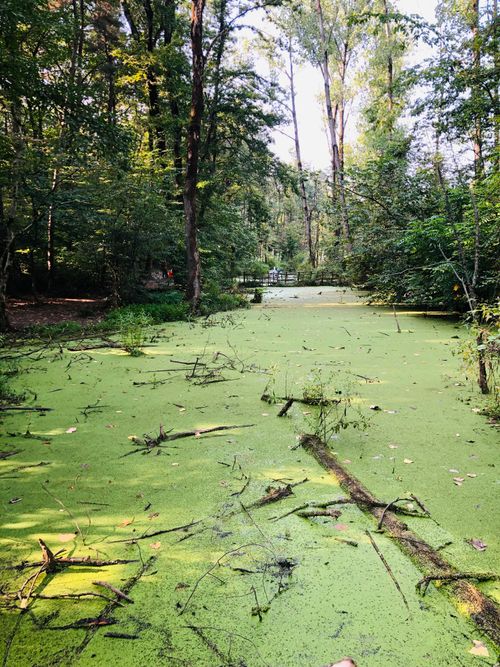 Free A lush green swamp in the forest of Saravan, Gilan, showcasing nature's tranquility. Stock Photo