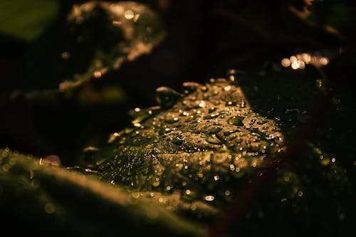 Droplets of Water on Green Leaf