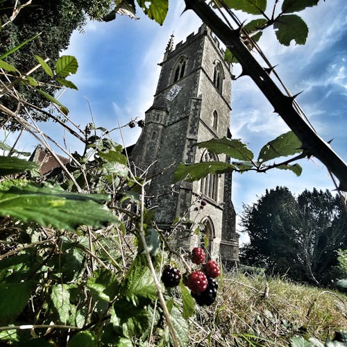 Free stock photo of blackberries, church, churchyard