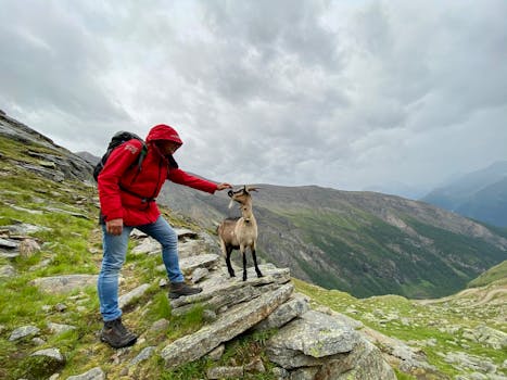 A hiker in a red jacket interacts with a goat on a rocky path in the Austrian Alps.