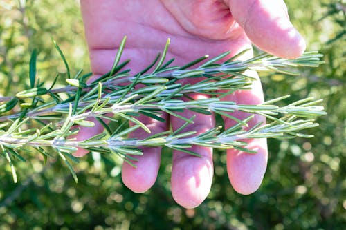 Person Holding Green Leaves 