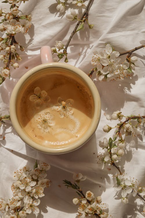 Gratis lagerfoto af æstetisk, blomster, hvide blomster