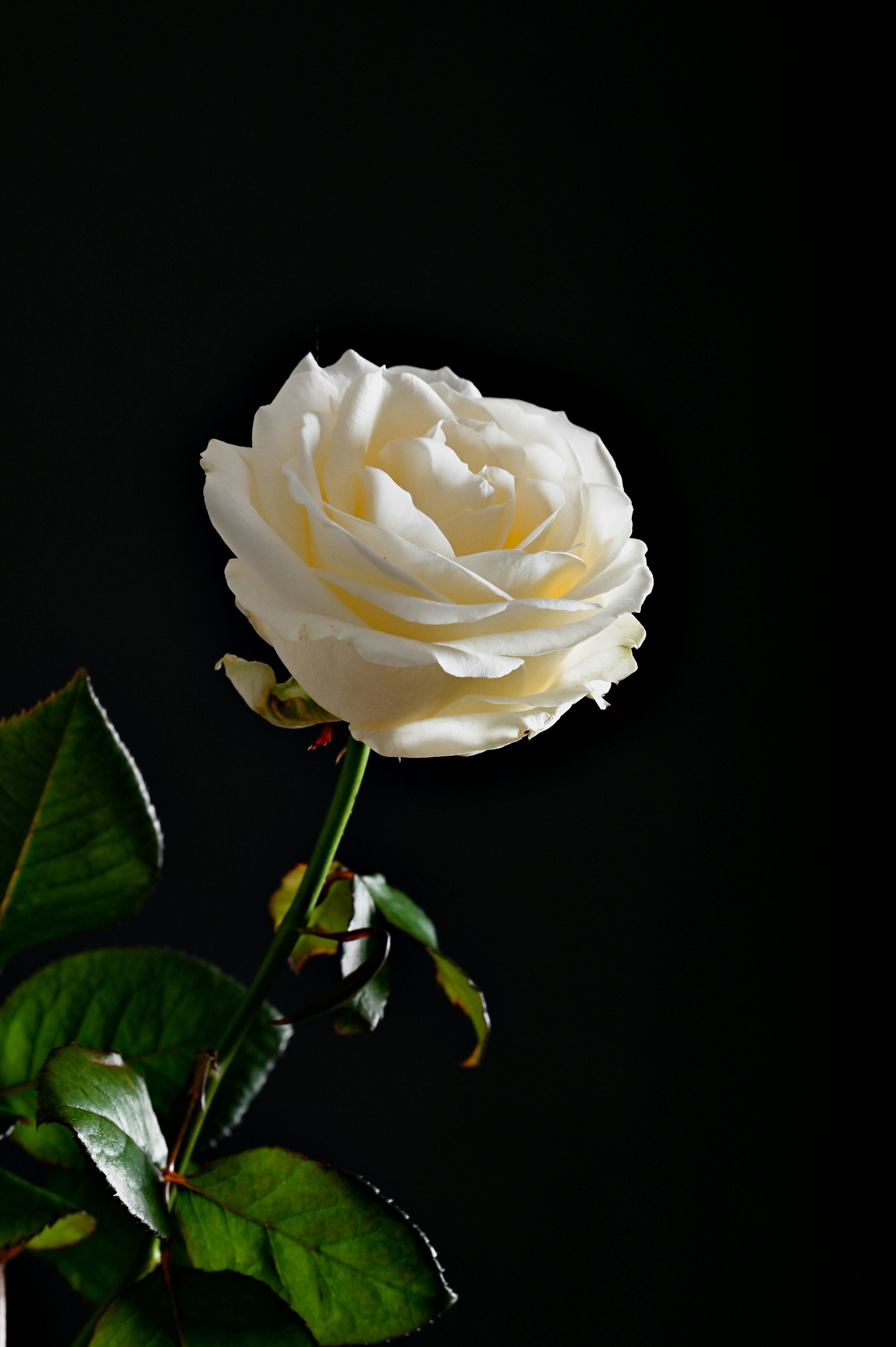 Hoa hồng trắng là biểu tượng của sự trong sáng và tinh khiết. Khi được đặt trên nền đen, cánh hoa hồng trắng của bạn sẽ trở nên như một bông tuyết thu nhỏ trong đêm tối. Hãy đón nhận vẻ đẹp ngọt ngào trên màn hình của bạn.