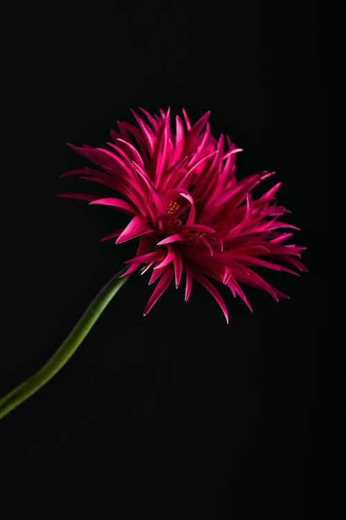 ダリア, フローラ, 咲くの無料の写真素材