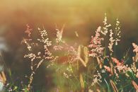 Natal Grass in Close Up Photography