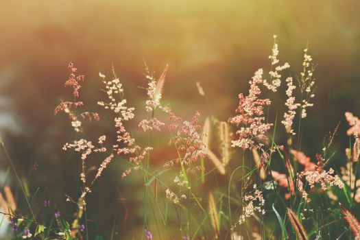 Natal Grass in Close Up Photography

