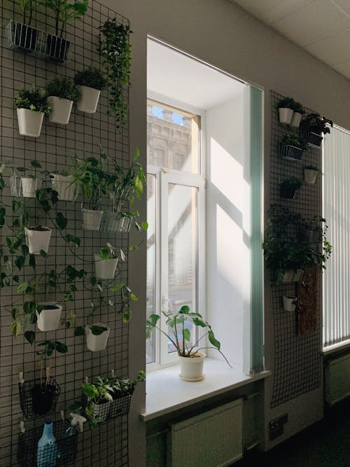 Green Potted Plant on the Wall of a House Near Glass Window