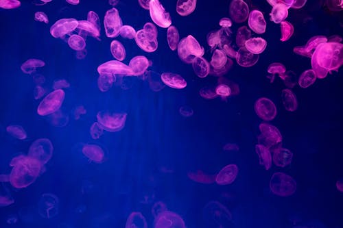 Fotobanka s bezplatnými fotkami na tému medúza, modré pozadie, morský život