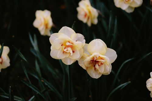 Free Close-up of blooming daffodils with soft petals and gentle lighting, capturing spring beauty. Stock Photo